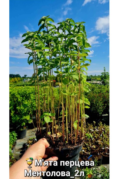 М`ята перцева Ментолова - 2л/вис.40-60см/Ø25-35см